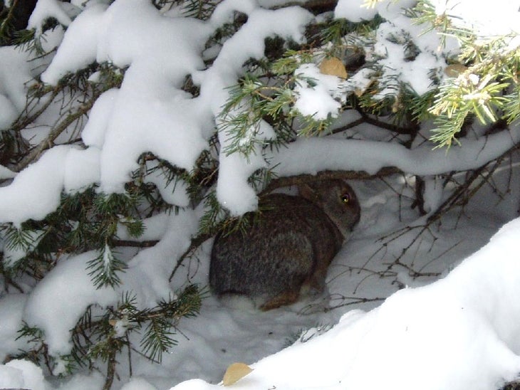 Snow Bunny None