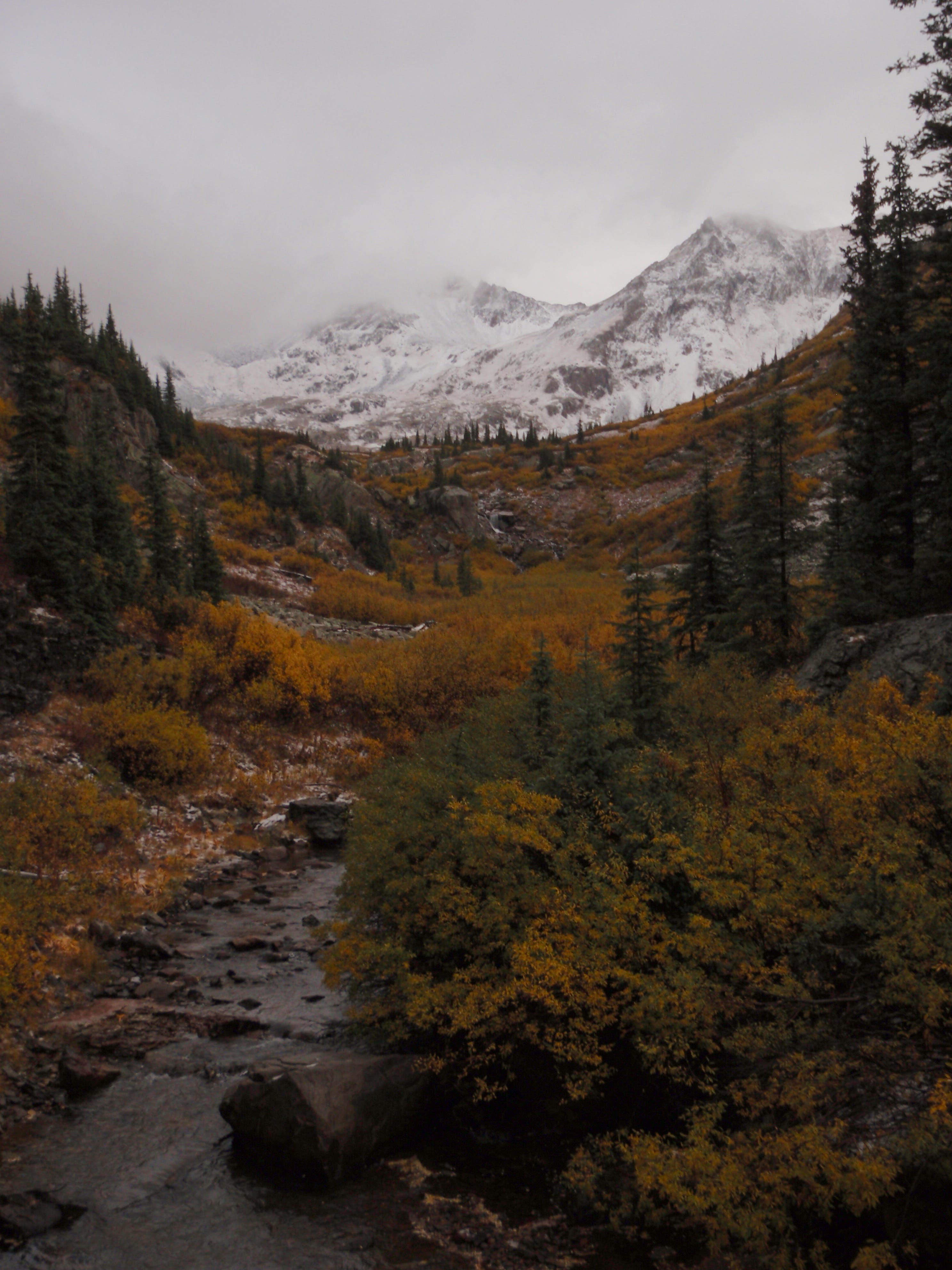 Autumn trees backed by snowy mountain peaks in the distance. 