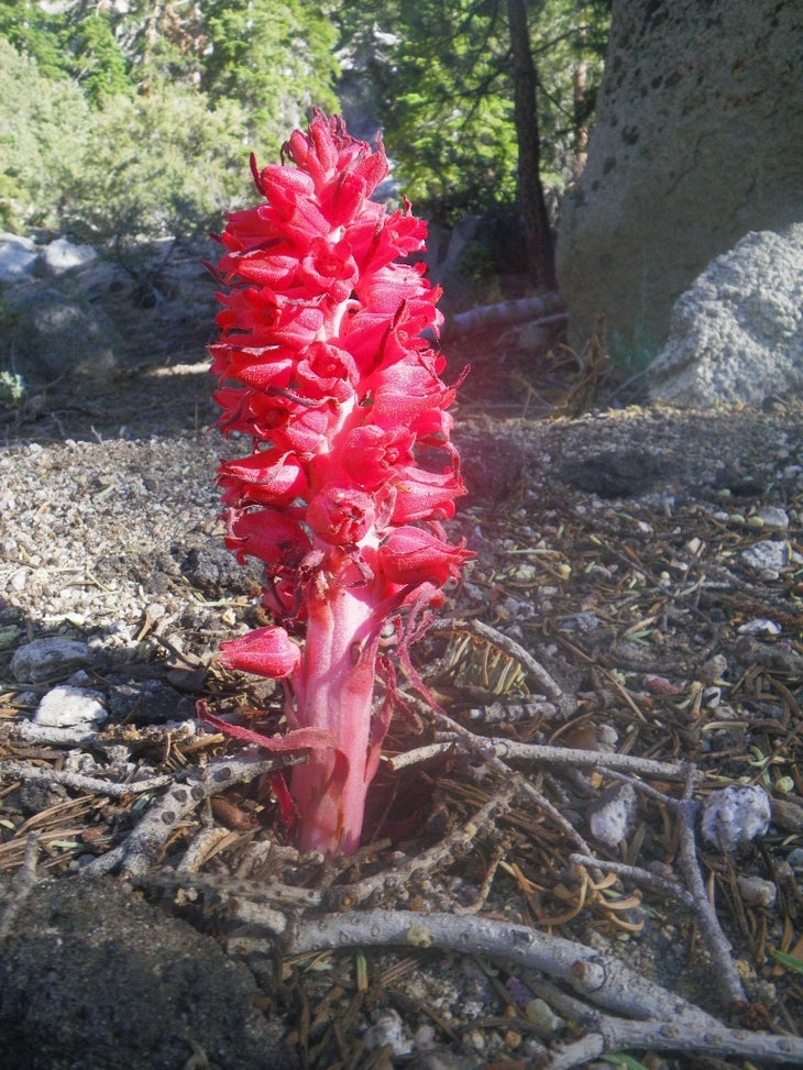 Snow Plant None