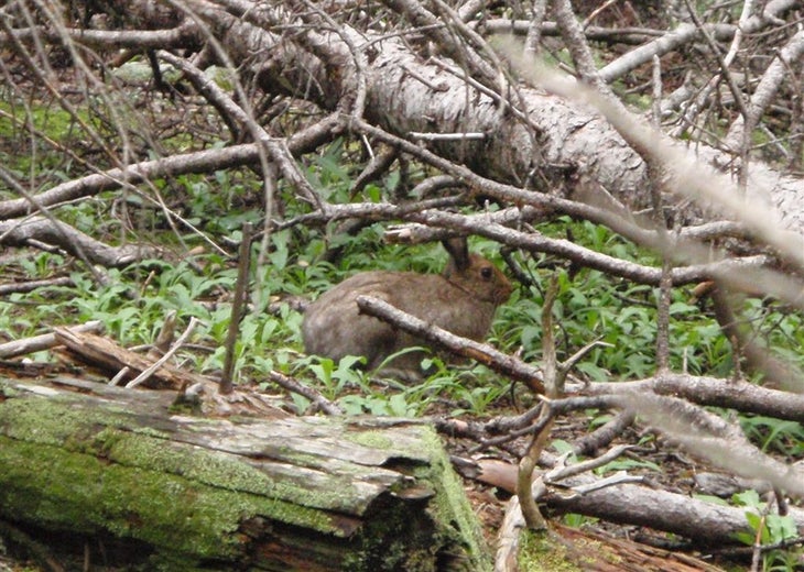 Snowshoe Hare None