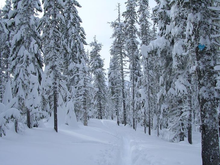 Snowy Forest None