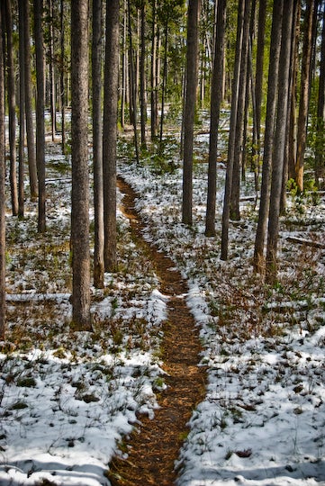 Snowy Forests None