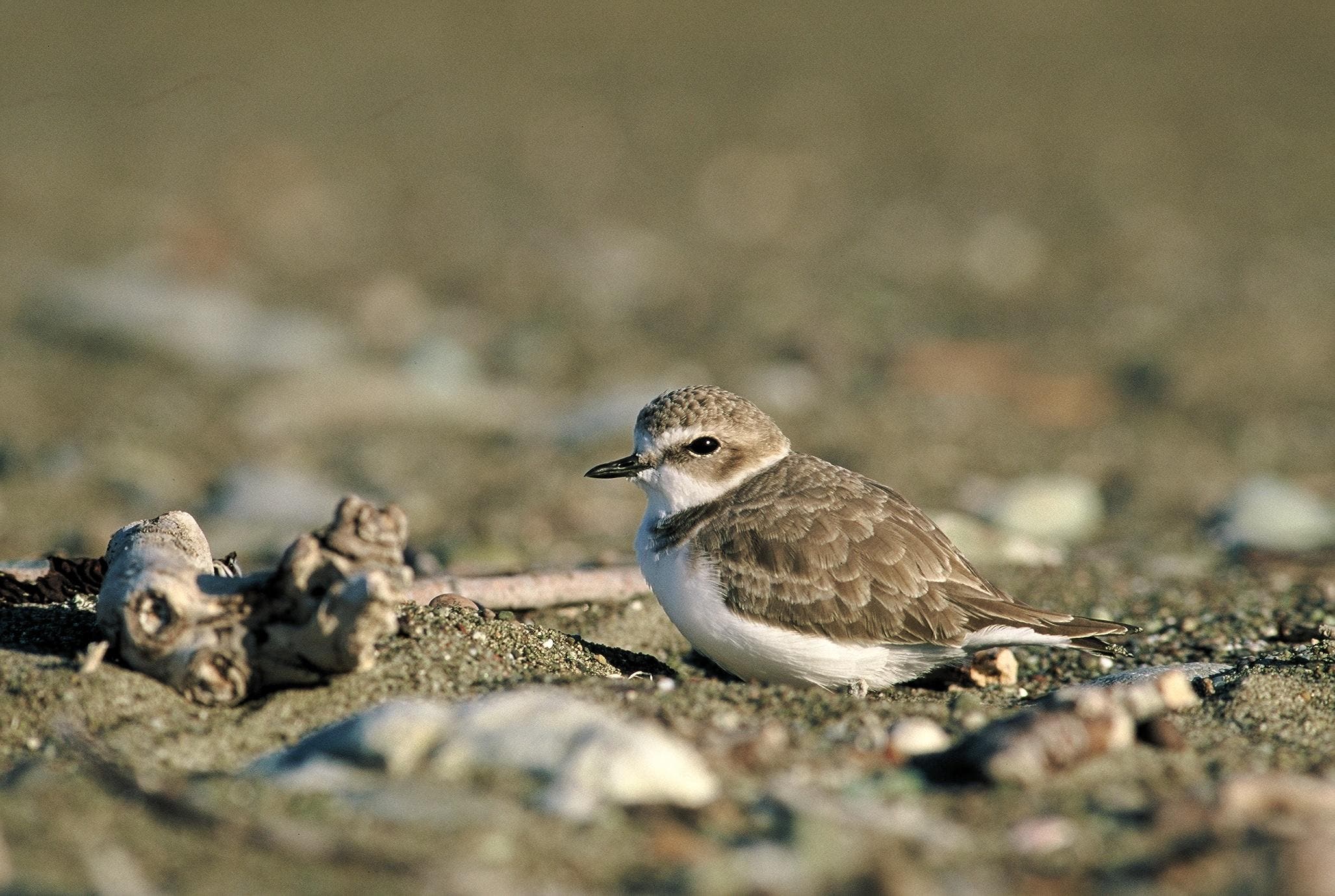 Snowy Plover None