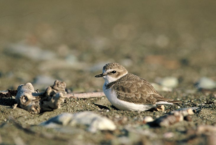 Snowy Plover None