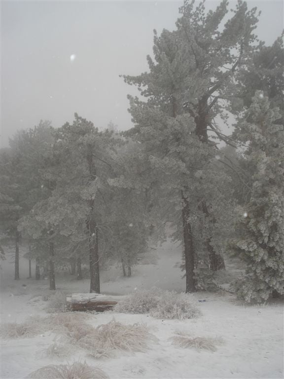 Snowy Scene None