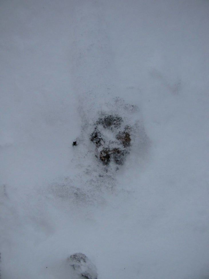 Snowy Tracks None