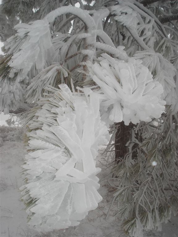 Snowy Trees None