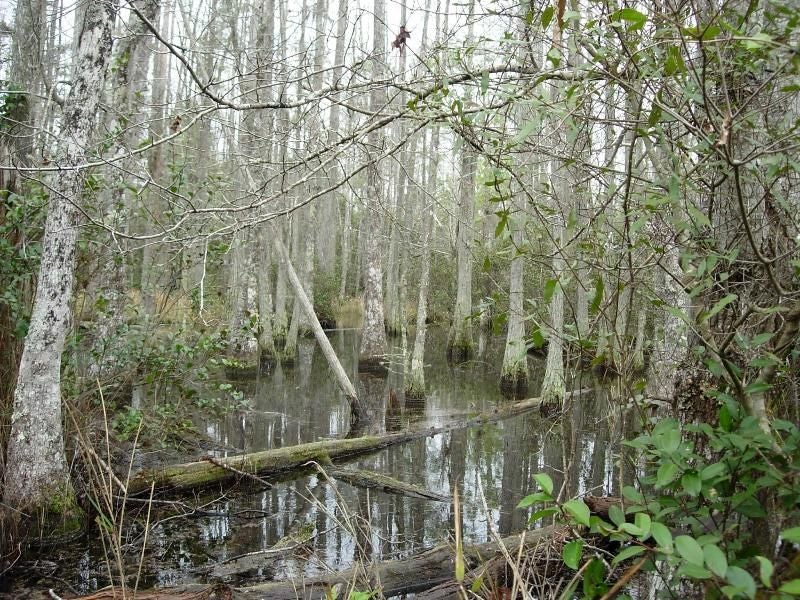 Charleston Palmetto Trail Swamp Fox Passage 0642