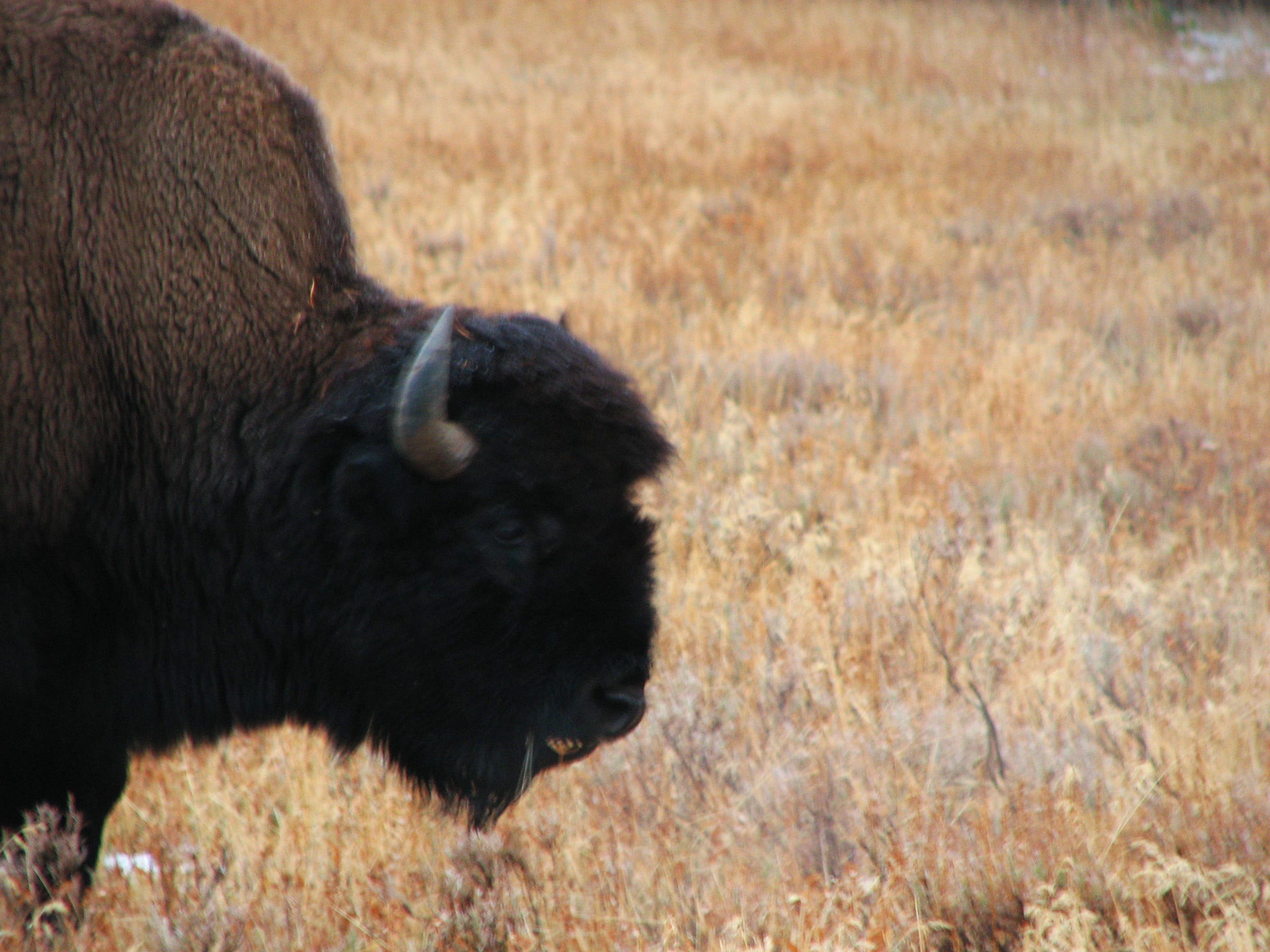 Solitary Bison None
