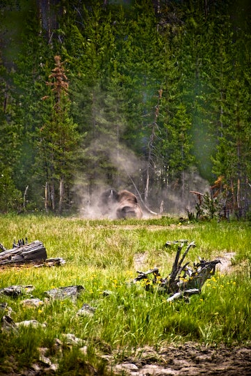 Solitary Bison None