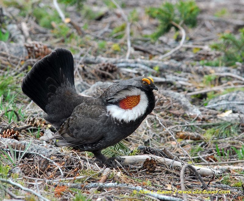 Sooty Blue Grouse None
