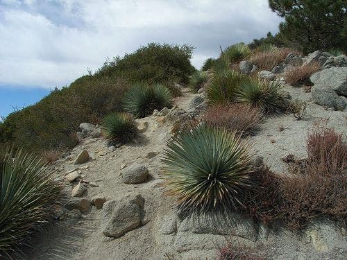 Spanish Bayonets None