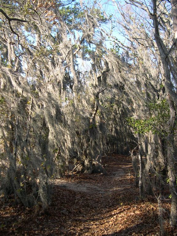 Spanish Moss Tunnel None