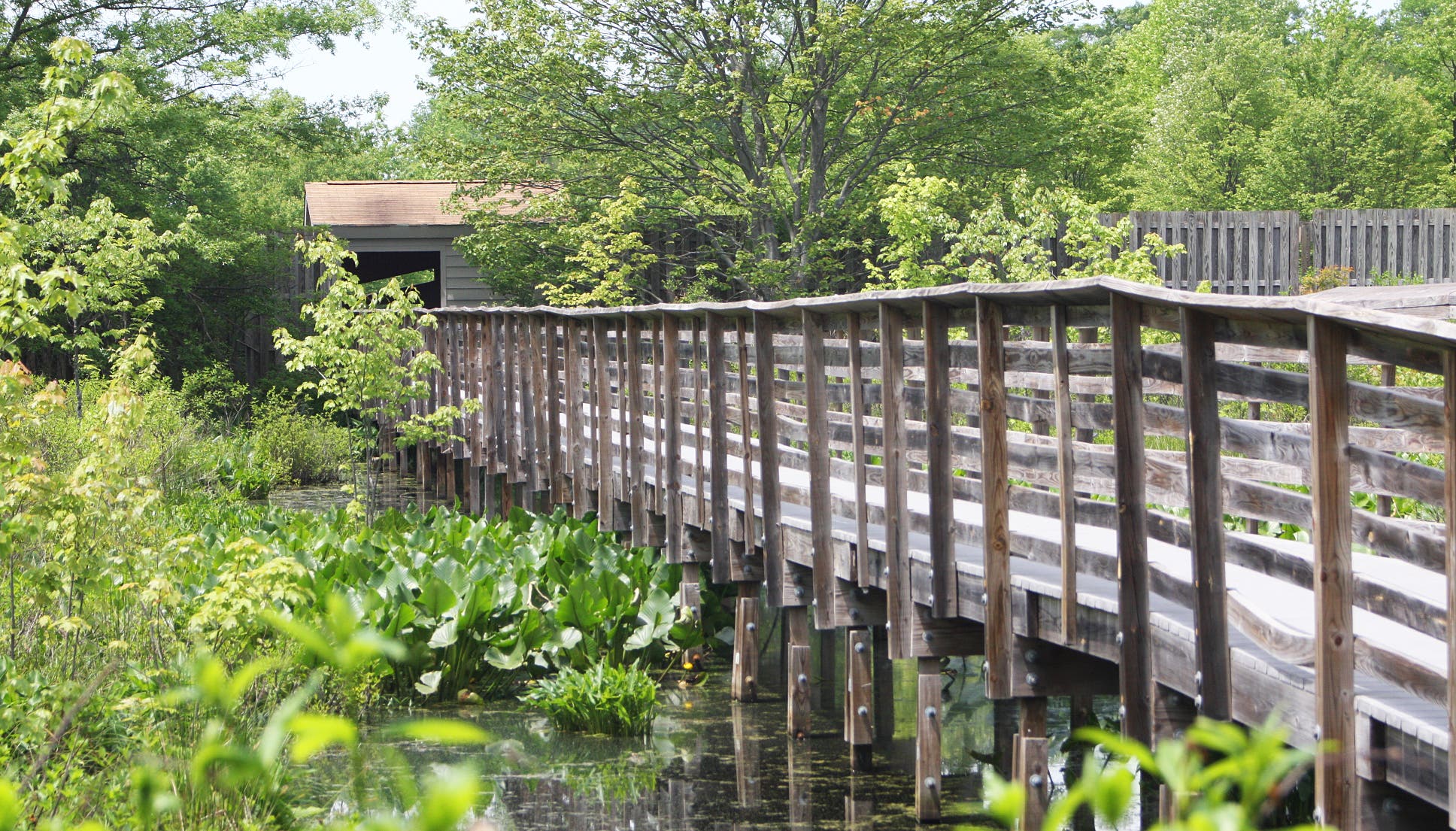 Sportsmen Blind None