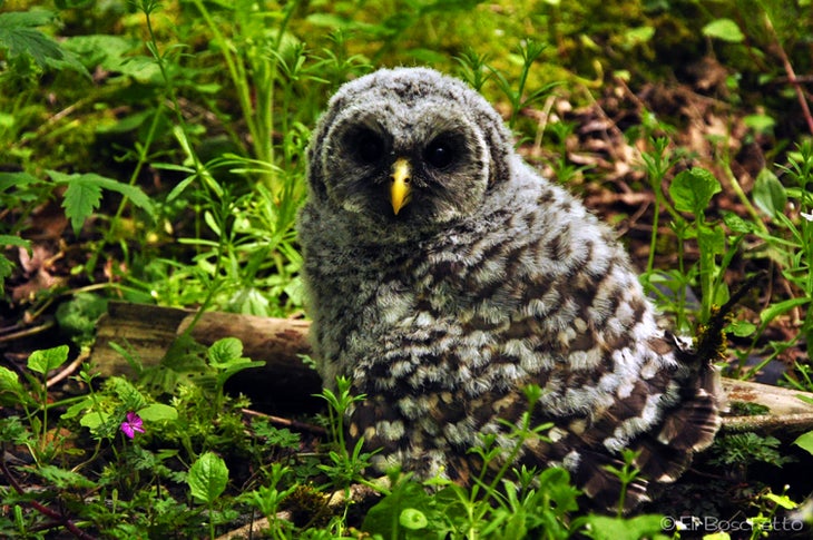 Spotted Owl None
