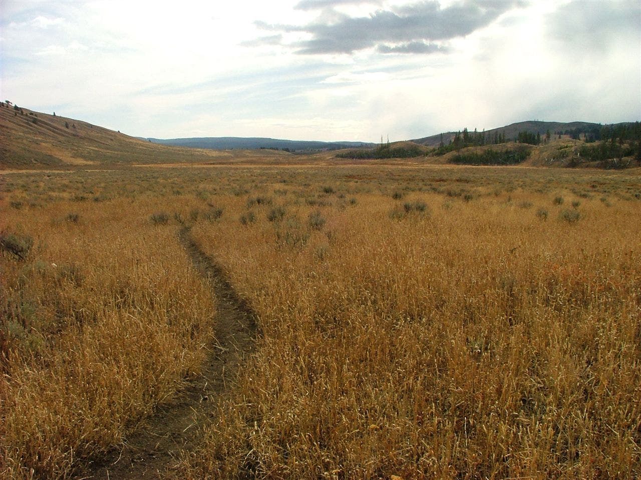 Sprawling Grassland None
