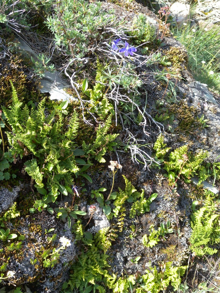 Spring None