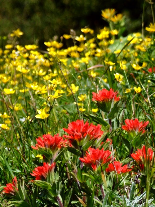 Spring Color None