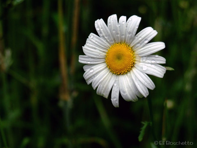 Spring Daisies None