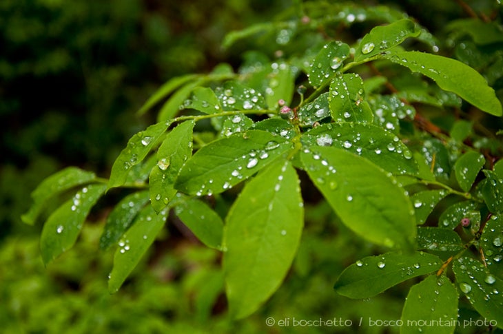 Spring Rain None