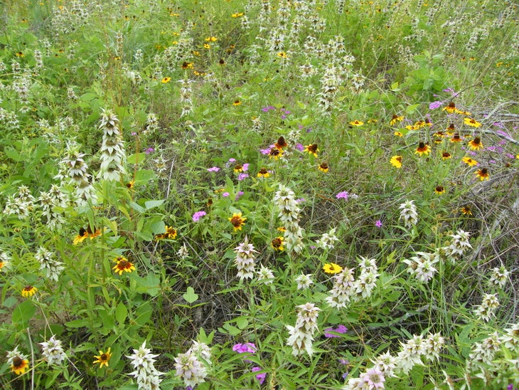 Spring wildflowers None