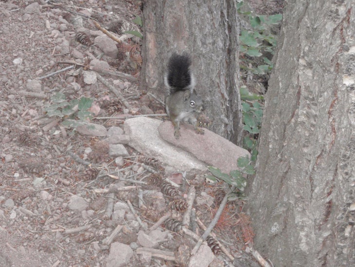 Squirrel None