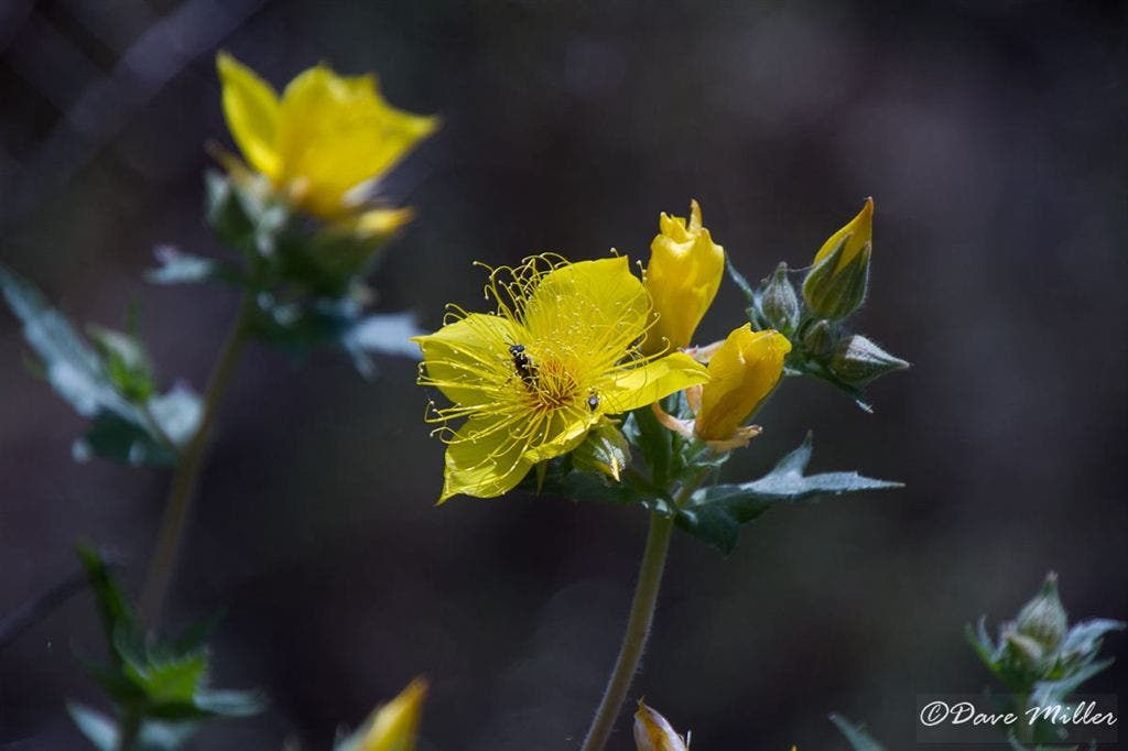 St. John's Wort None