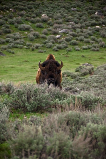 Staring Bison Garnet Hill Loop