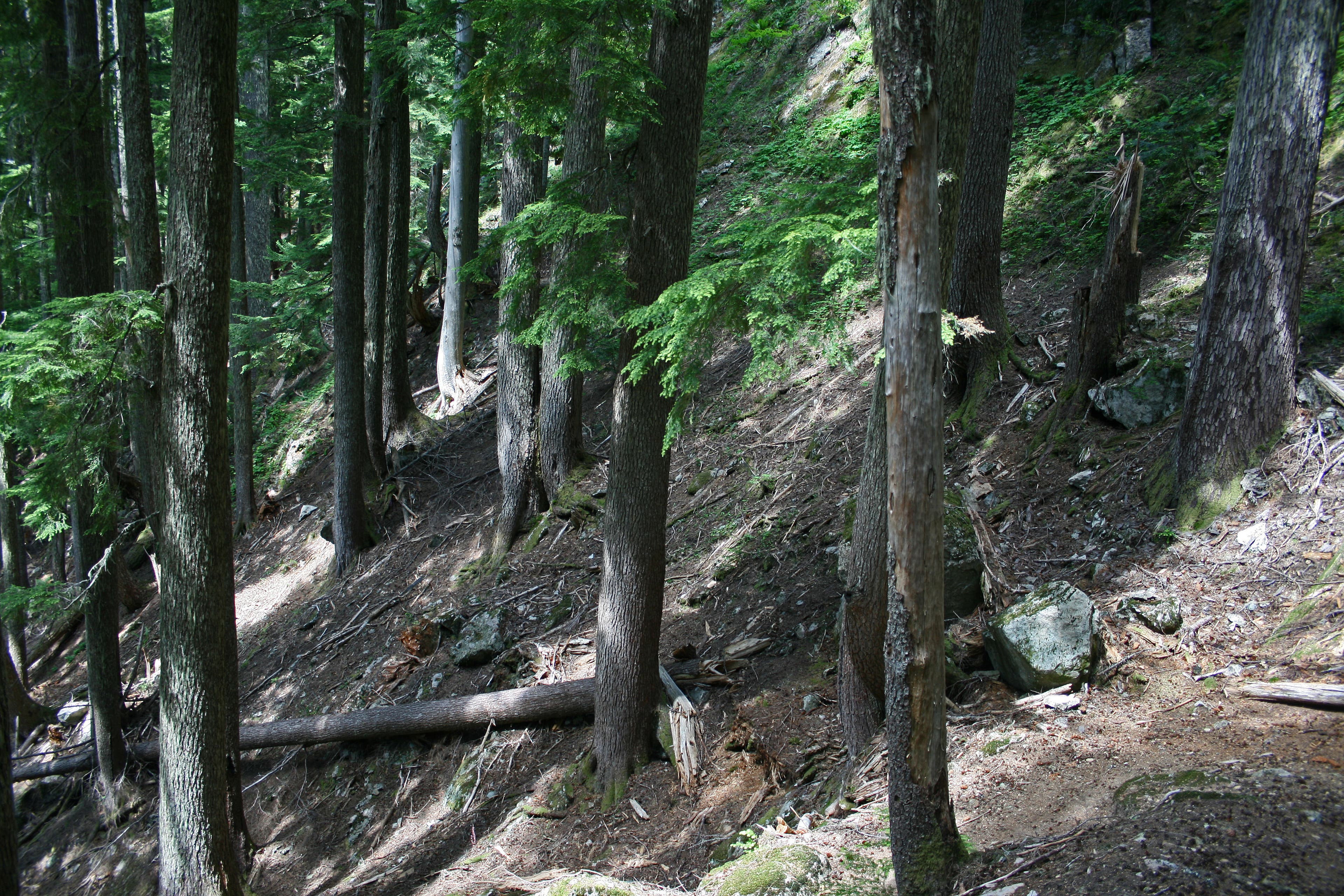 Steep Switchbacks None