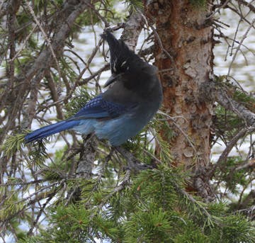 Stellar's Jay None