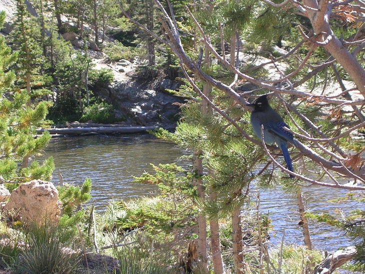 Steller's Jay None
