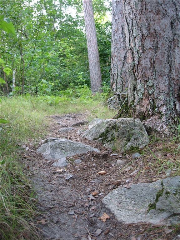 Stones and pines None