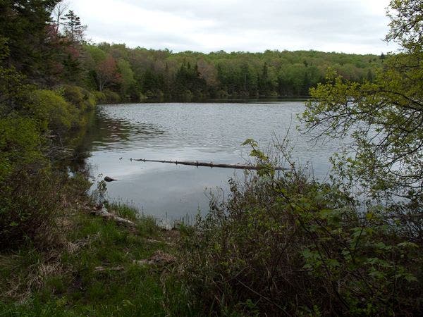 Stratton Pond None