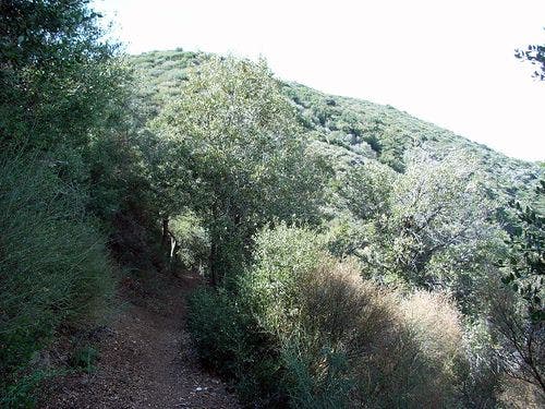 Strawberry Trail None