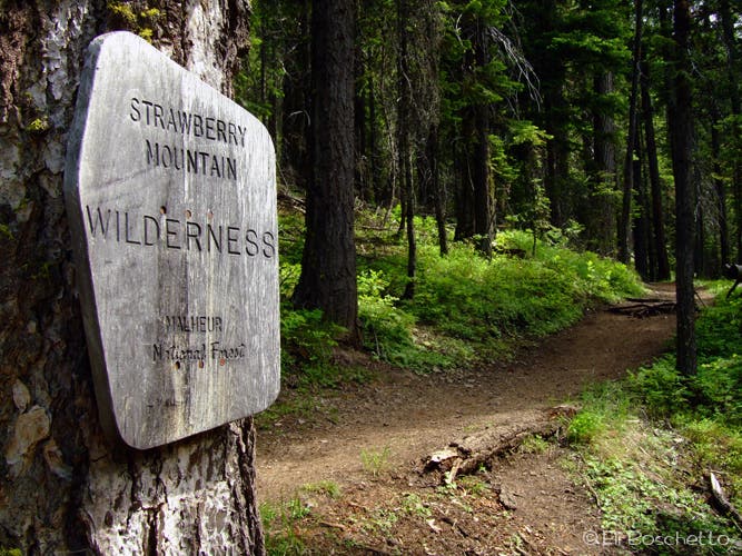 Strawberry Wilderness None