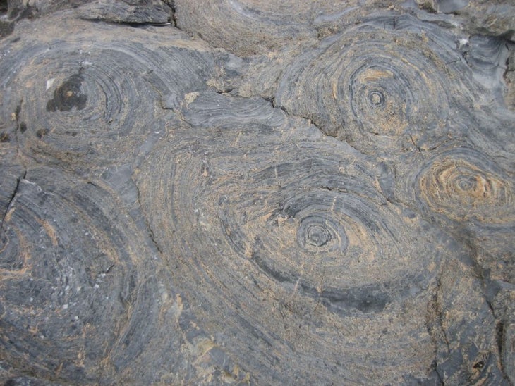Stromatolites None