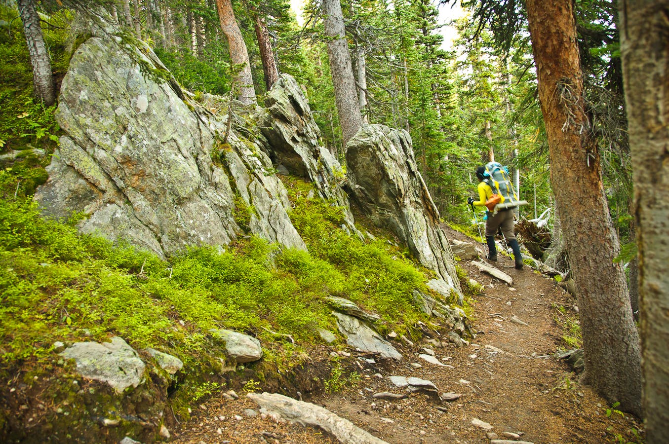 Subalpine Forest None