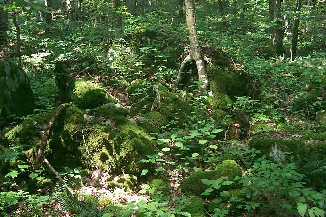 Sugar Run Trail Flora None