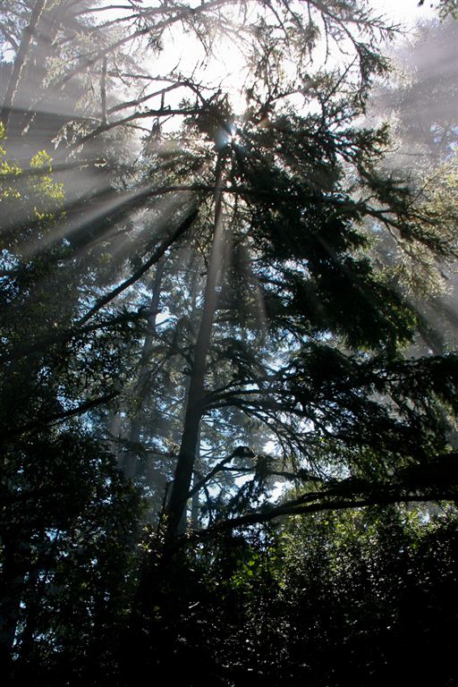 Sunlit Forest None