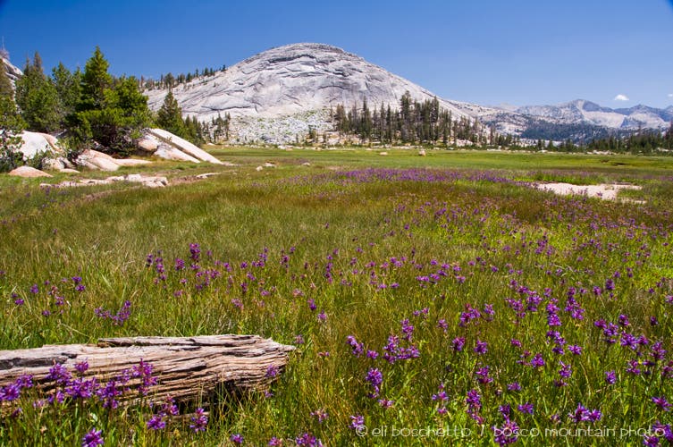 Sunrise Dome and Meadows None