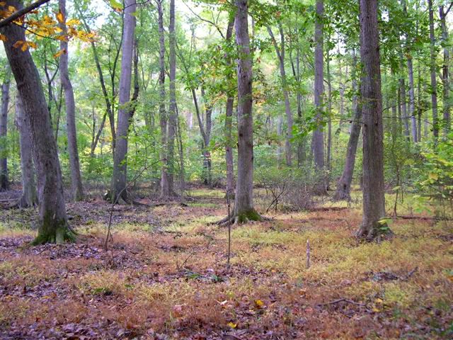 Swamp Trail None