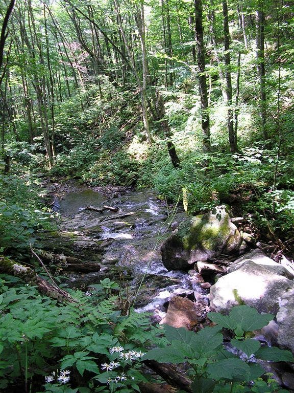 Sweat Heifer Creek None