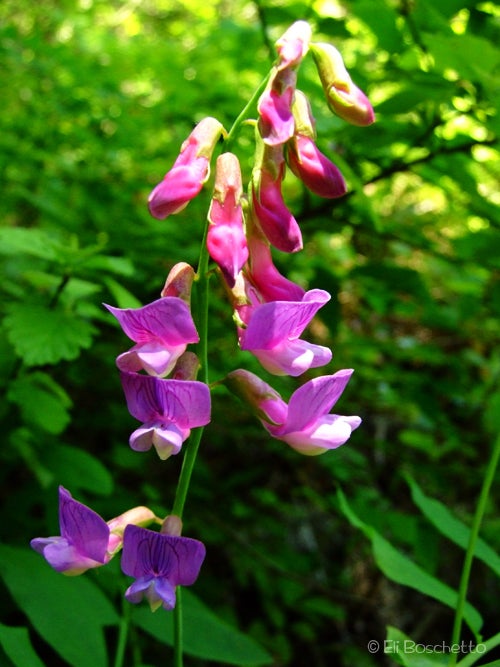 Sweet Pea None