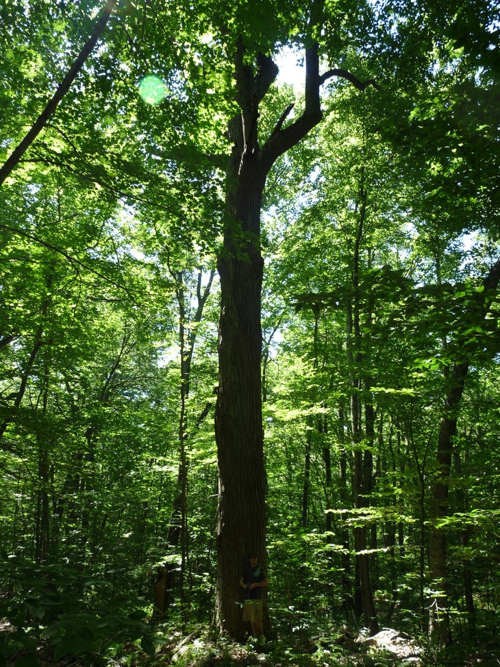 Tall Tree None