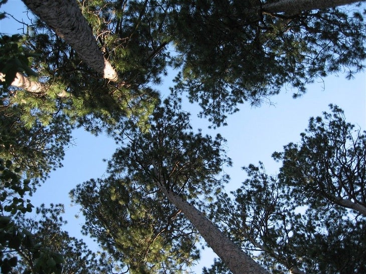 Tall trees None