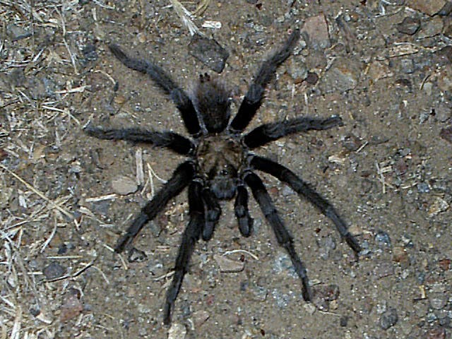 Tarantula along trail. None