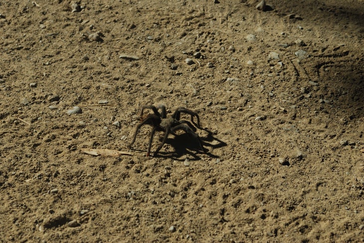 Tarantula None