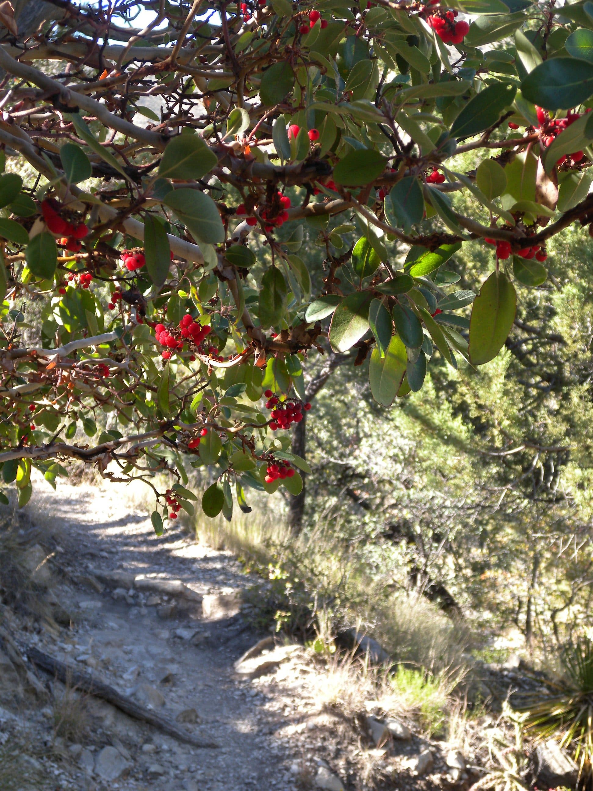 Branches of Texas Madrone, a trailside tree, with red berries along its branches.