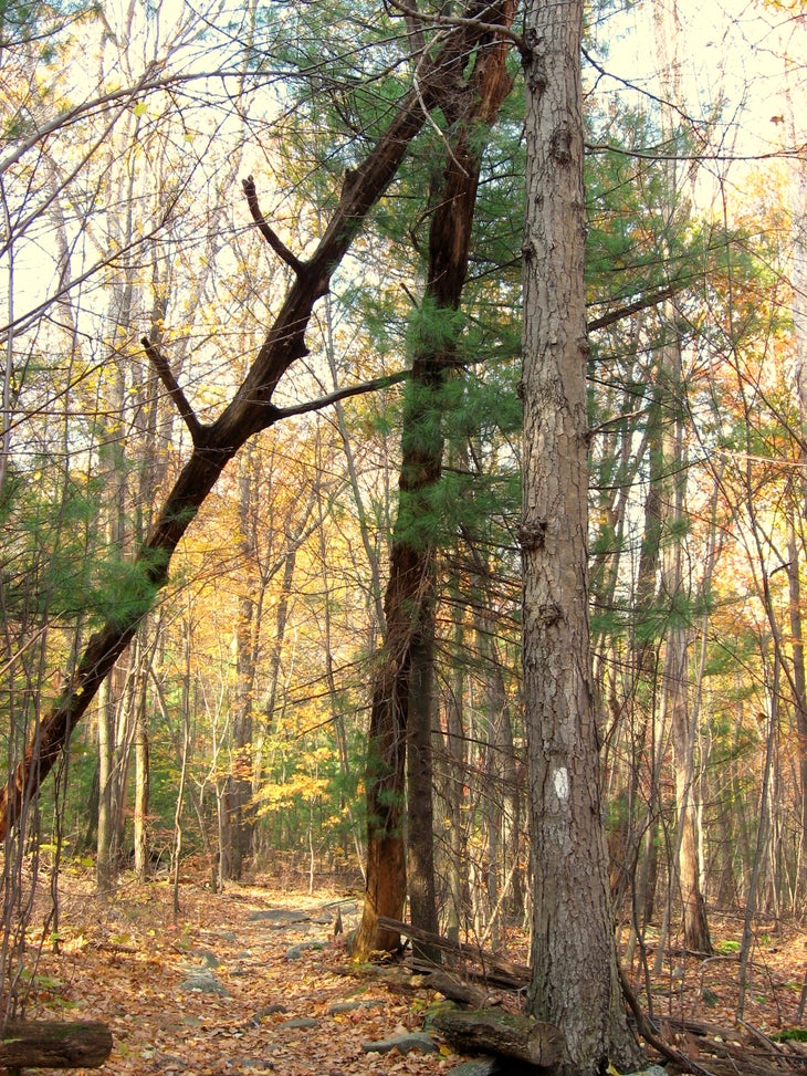 The AT Tree None