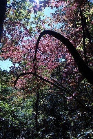 The BMT in Fall None